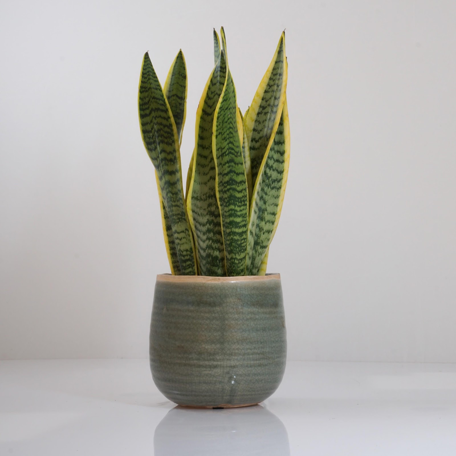 Indoor - Inspirationen für deinen Wohnraum - Bogenhanf (Sansevieria) - so geht's einfach desmondo