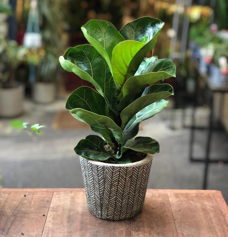 Indoor - Inspirationen für deinen Wohnraum - Topf Geigen -Feige (lat. Ficus lyrata bambino) - so geht's einfach desmondo