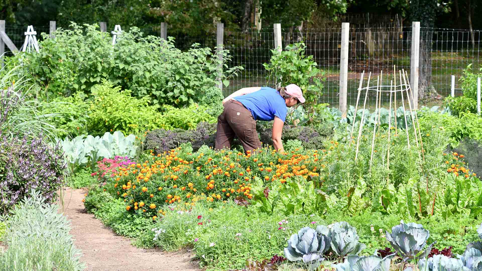 Outdoor - Inspirationen für Balkon und Garten - Planung eines Überlebensgartens für Essen und Medizin - so geht's einfach desmondo