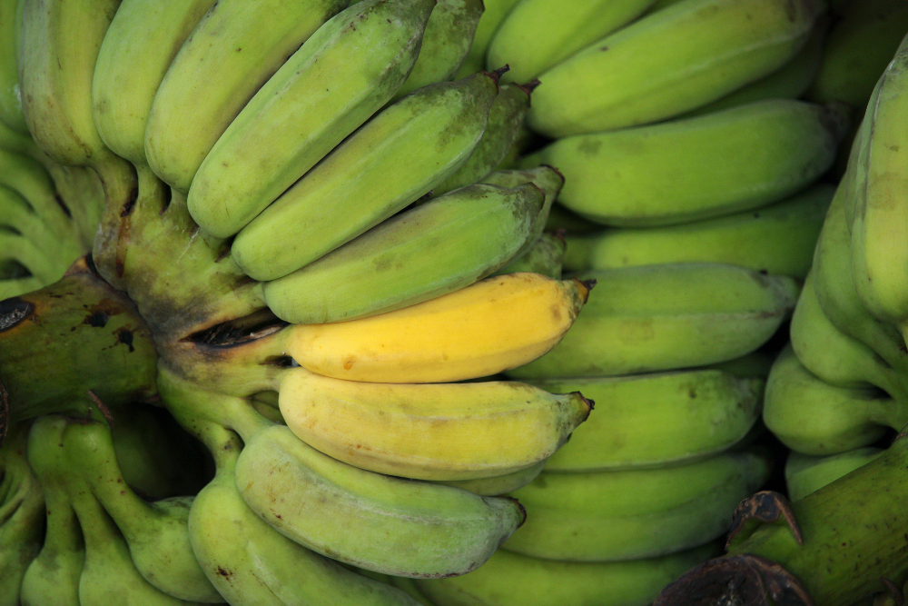 Essbananen Desmondo