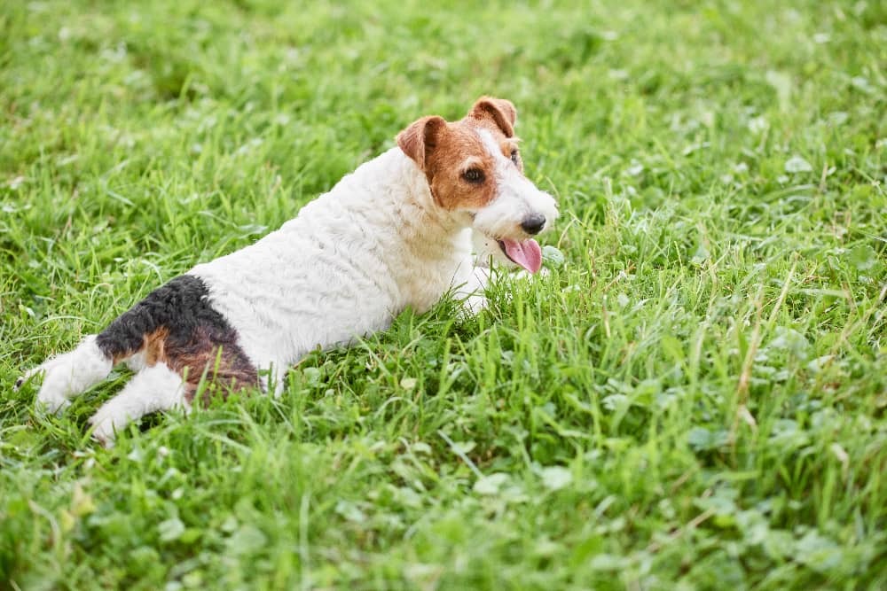 Outdoor - Inspirationen für Balkon und Garten - Tipps für einen hundefreundlichen Garten - so geht's einfach Desmondo dein online Shop und Magazin