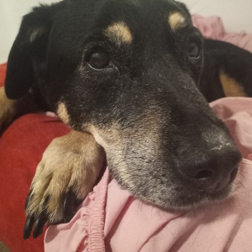 Bella3