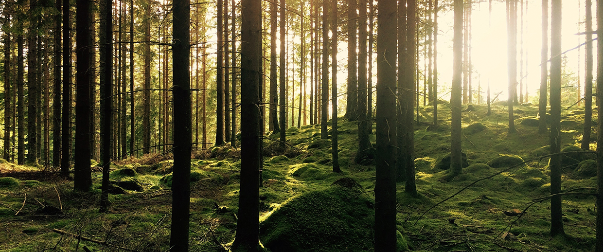 Natur Tag – gemeinsam Weben
