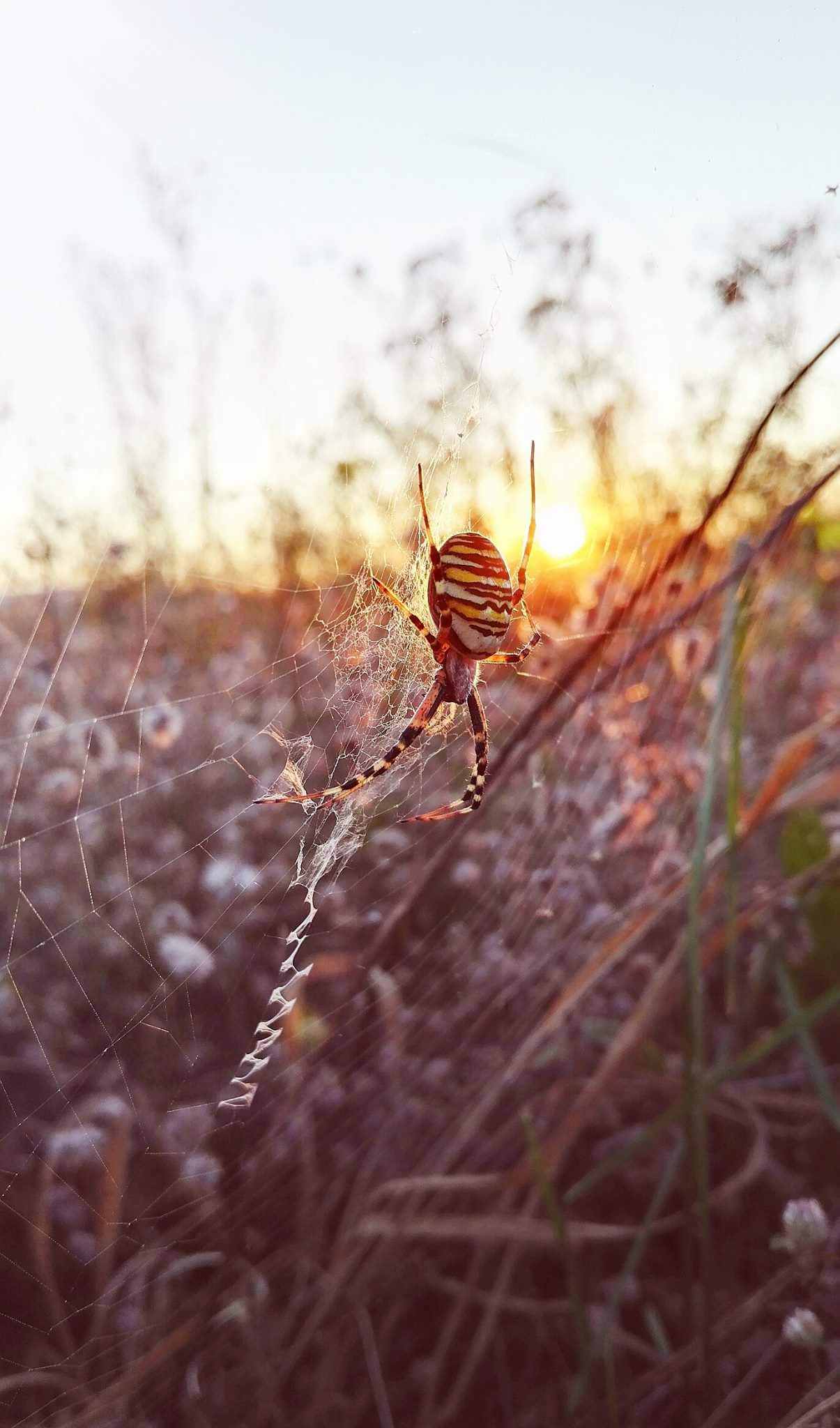 Die Spinne und die "heilige" Dunkelheit - der Weg zu Deinem inneren Licht.