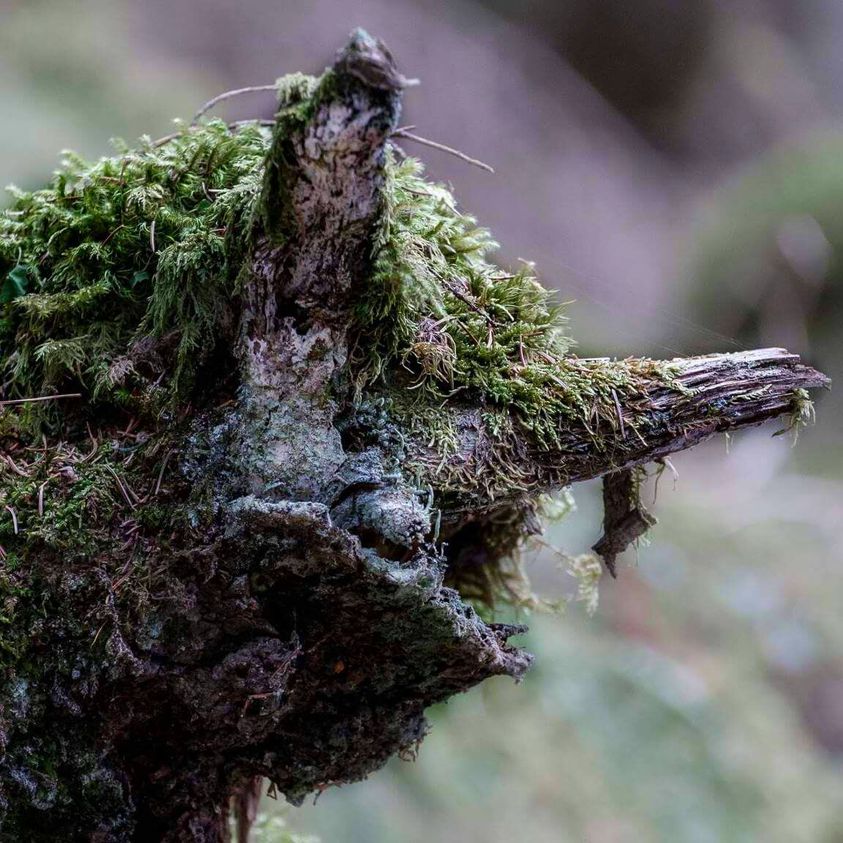 Naturwesen- eintauchen in die Welt mystischer Naturwesen