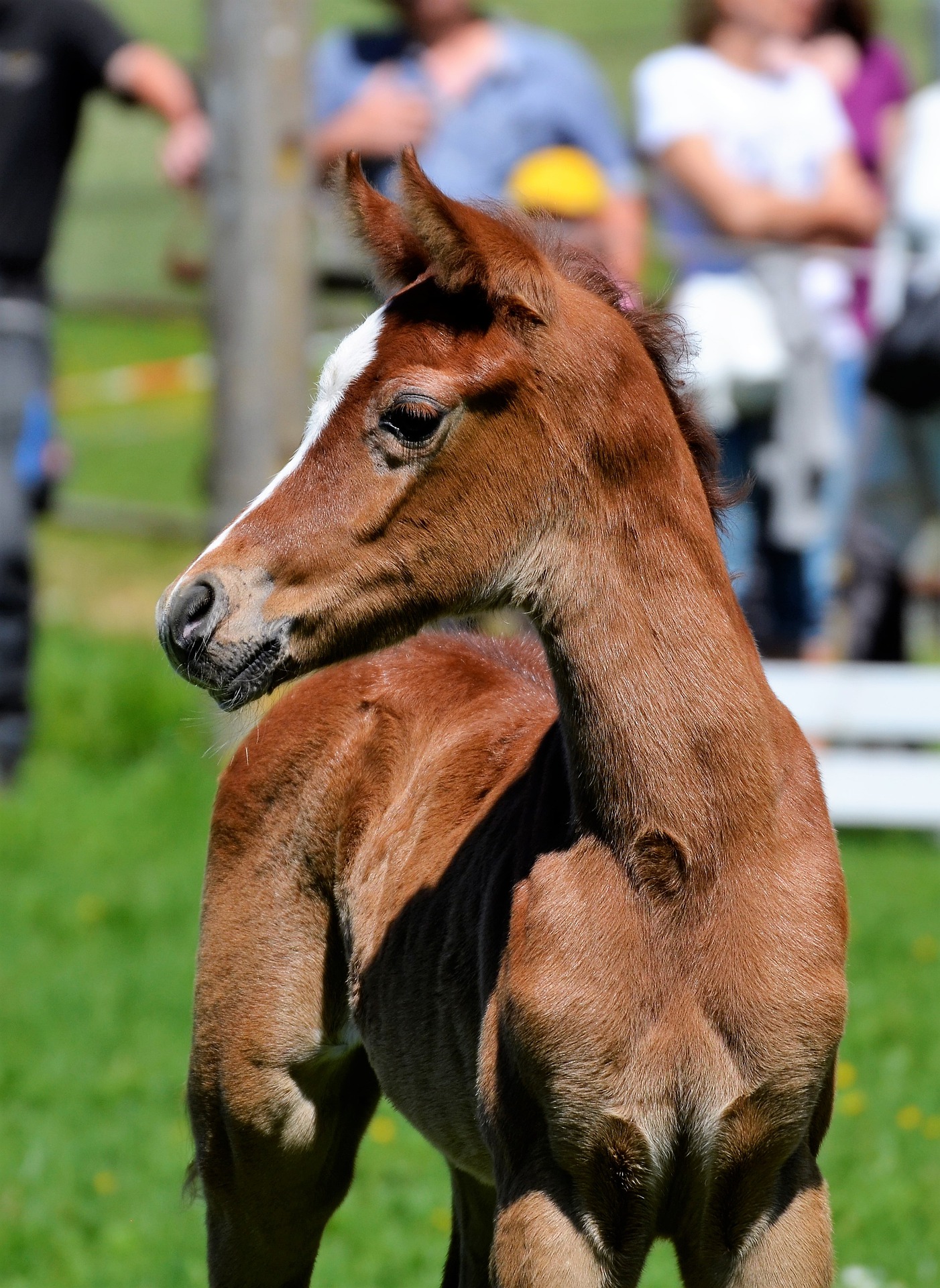 Tubbarubba Arabians Elite Endurance Horses for Sale Melbourne, Victoria