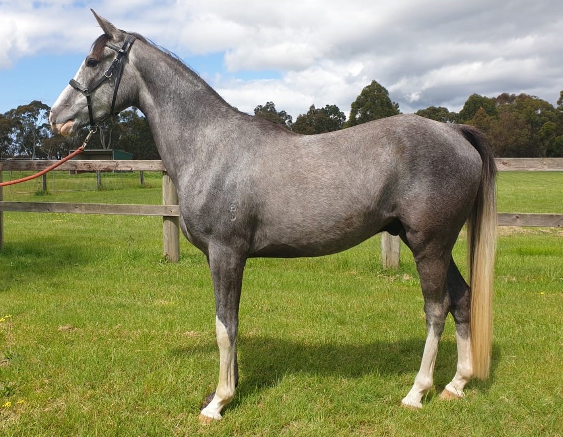 Tubbarubba Arabians Elite Endurance Horses for Sale Melbourne, Victoria