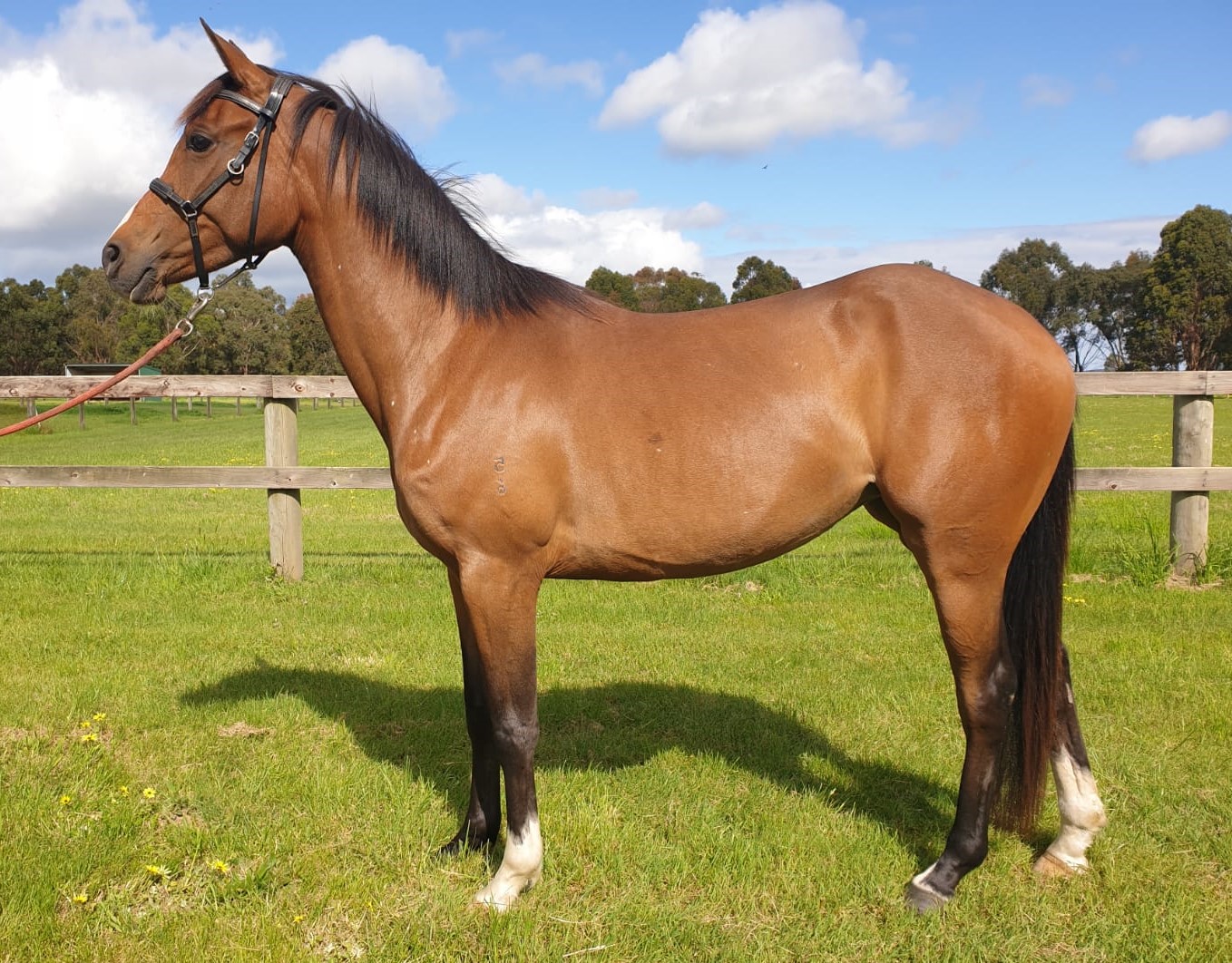 Tubbarubba Performance & Endurance Horse for Sale
