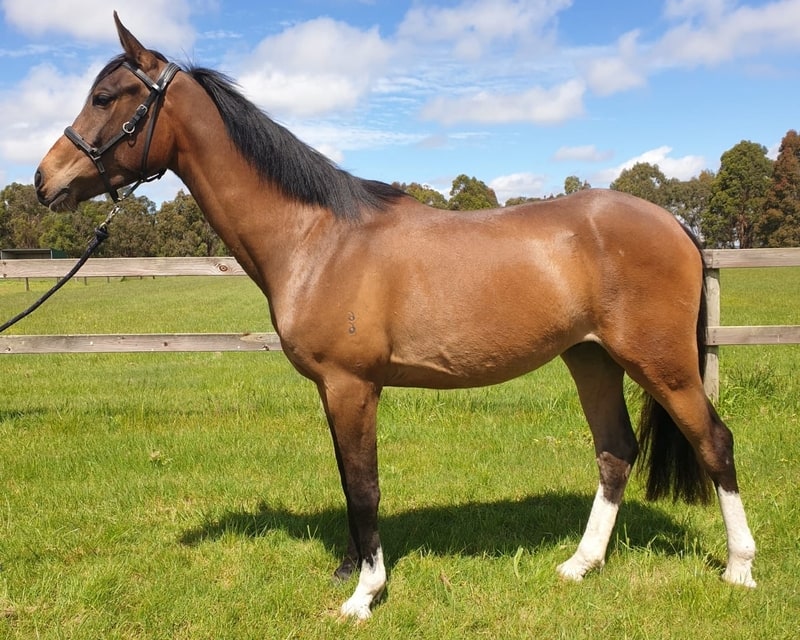 Tubbarubba Arabians Elite Endurance Horses for Sale Melbourne, Victoria
