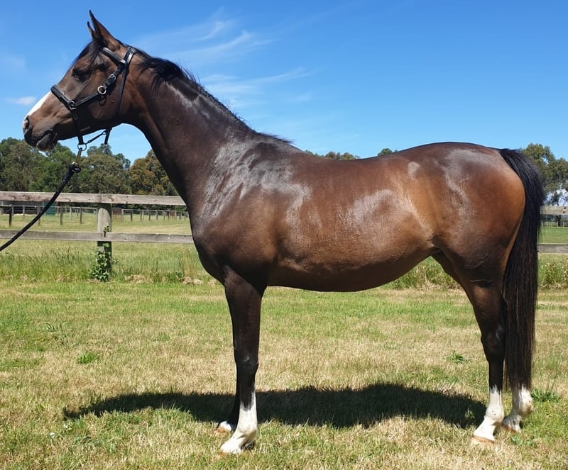 ELITE ENDURANCE HORSES FOR SALE