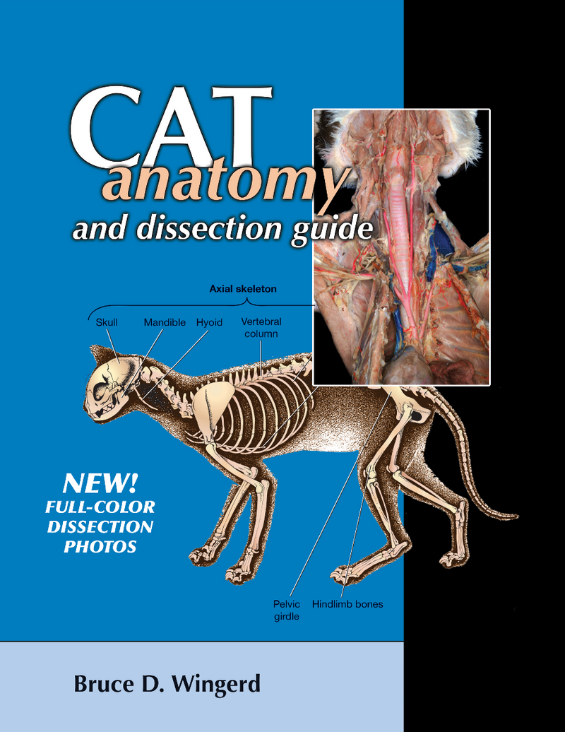 Cat Anatomy and Dissection Guide With Photos • bluedoor Publishing