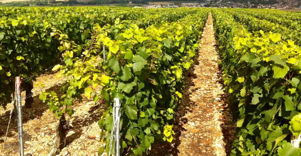 Burgundy Region Wine List Restaurant Paris