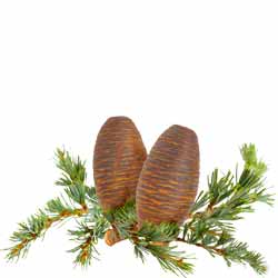 Atlas cedar branch
