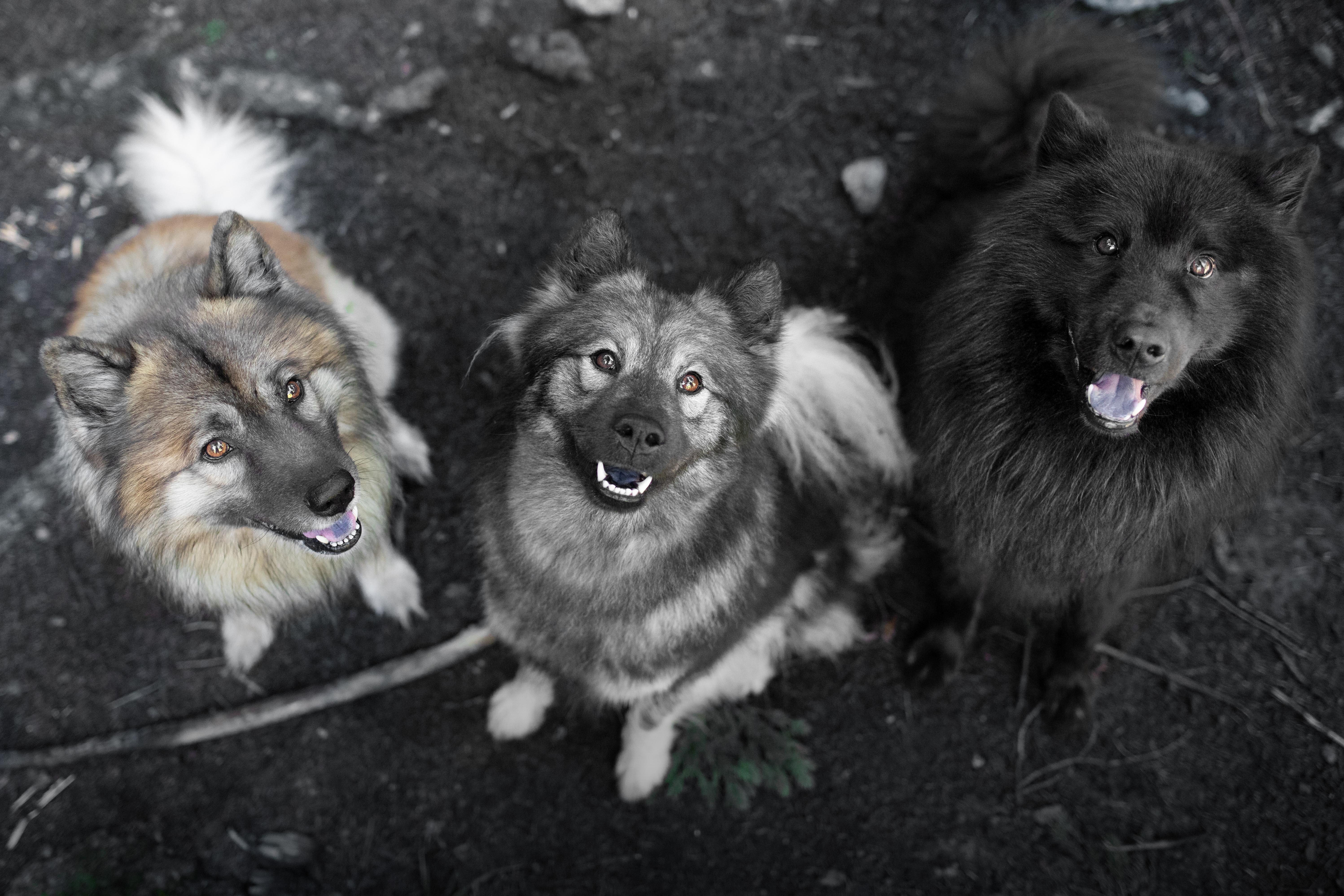Eurasier - Diego, Juna, Khan