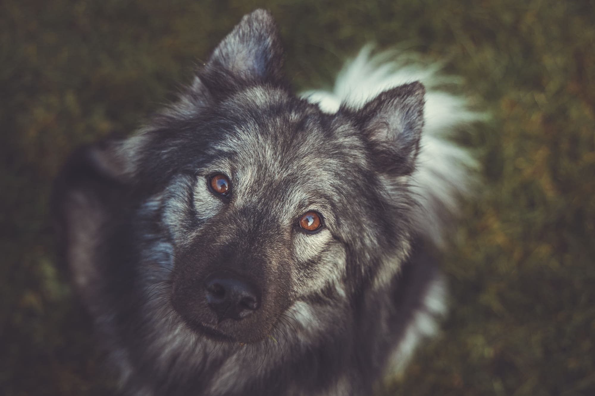 Juna Portrait von oben