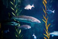 white sea bass
