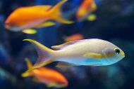 anthias close up