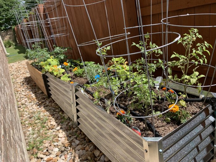 My Covid-19 Victory Garden