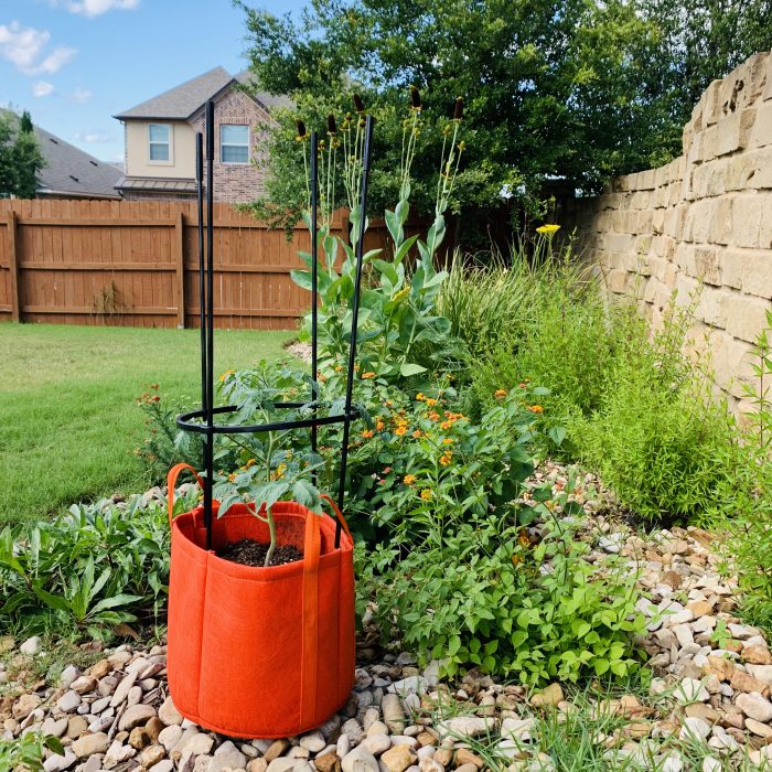 My Covid-19 Victory Garden
