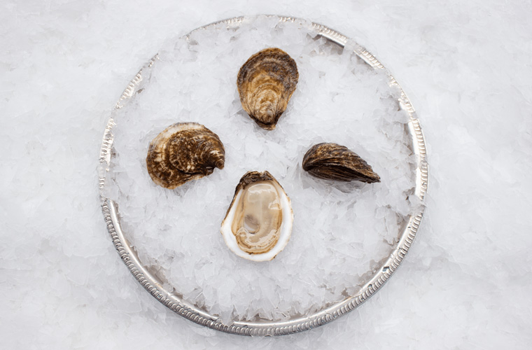 Chebooktook Oyster — Oysterology Online Pangea Shellfish Company