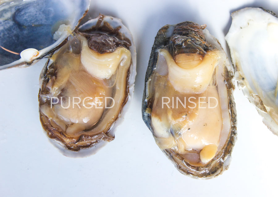 Why We Place Shellfish In Our Wet Storage System Pangea Shellfish Company