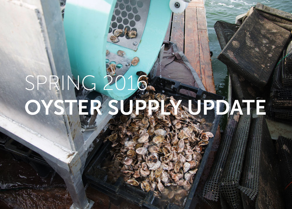 Spring 2016 Oyster Supply Update Pangea Shellfish Company