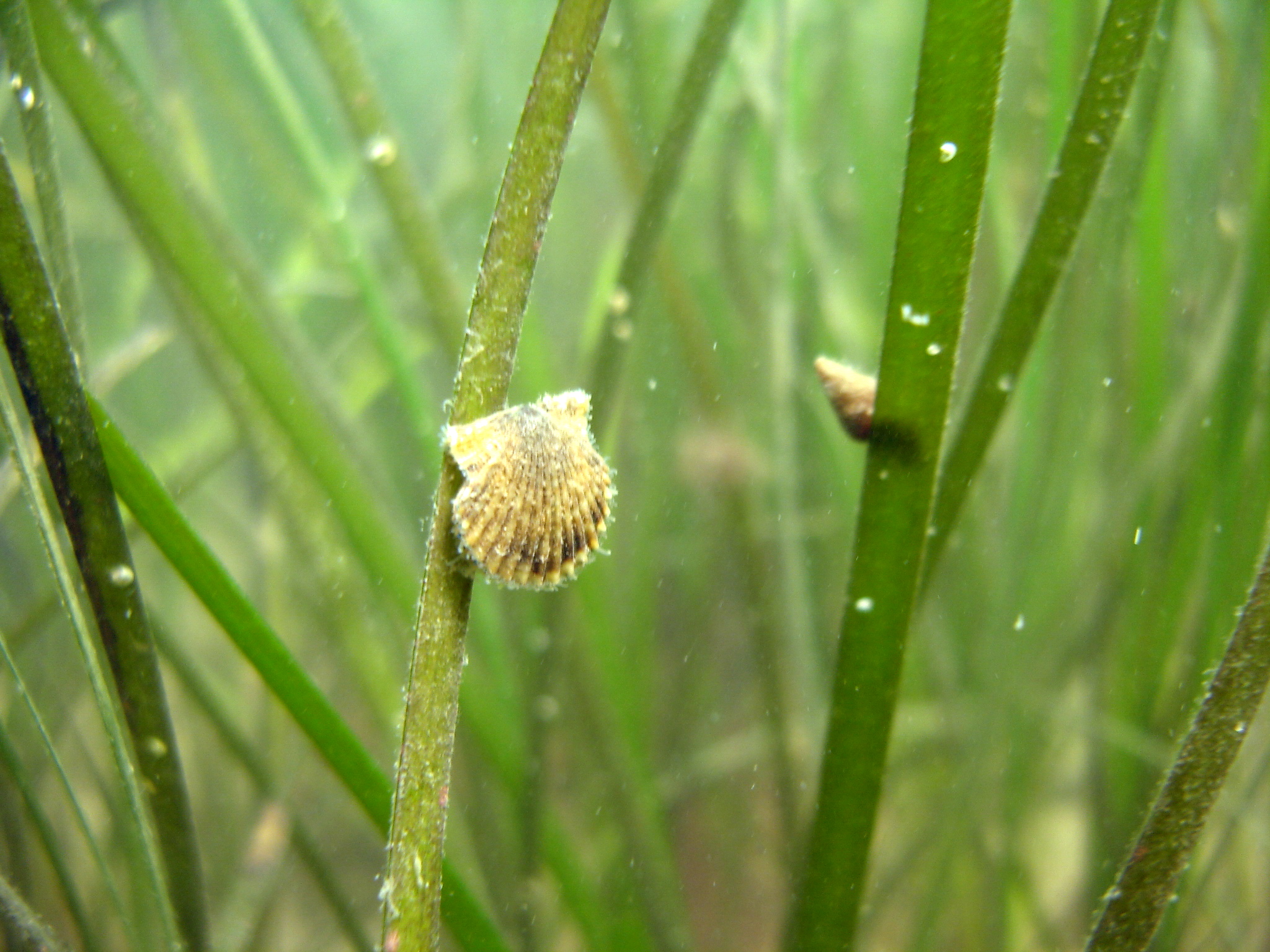 Where are the Nantucket and Vineyard bay scallops? Pangea Shellfish