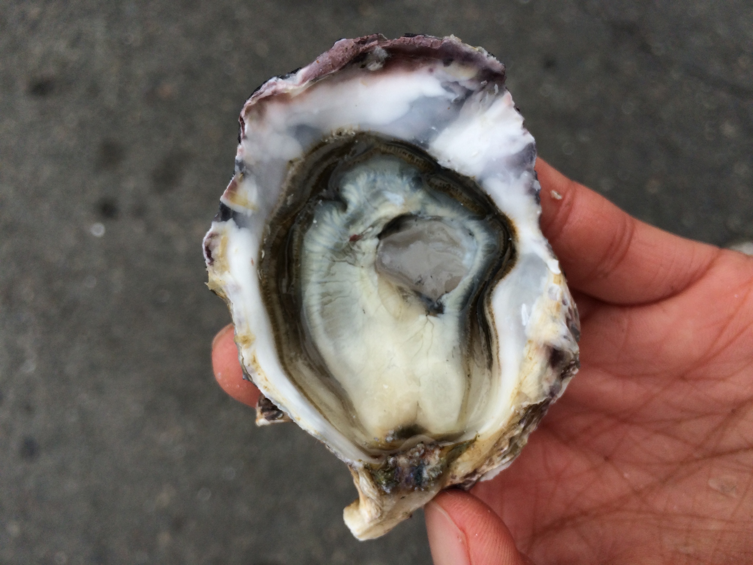 Shuck of the Week Coromandel and Chincoteague Oysters Pangea