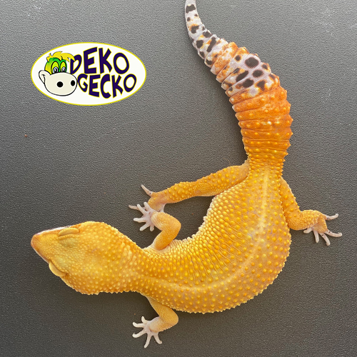 multivitamin for leopard gecko
