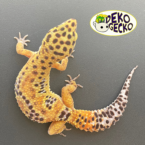 multivitamin for leopard gecko