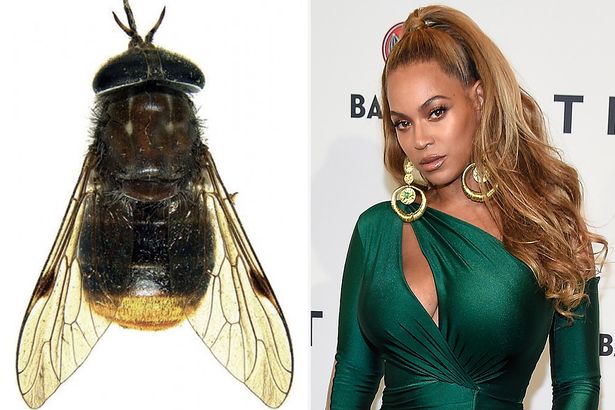 604e52188f81caf05e29a5e6 beyonce