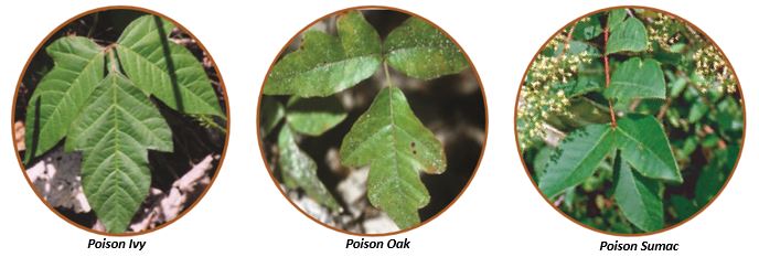 Poison Ivy, Poison Oak, and Poison Sumac