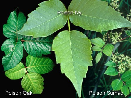 Poisonous Plants