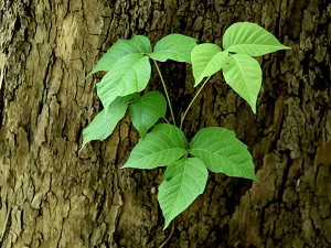Poison ivy that appears to be growing out of a tree trunk.