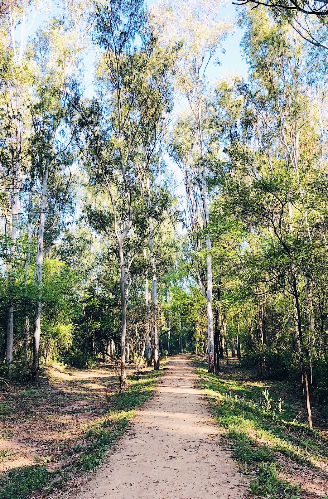 narrow dirt pathway within a thick, wooded green forest with early morning sun rays shining through tall trees