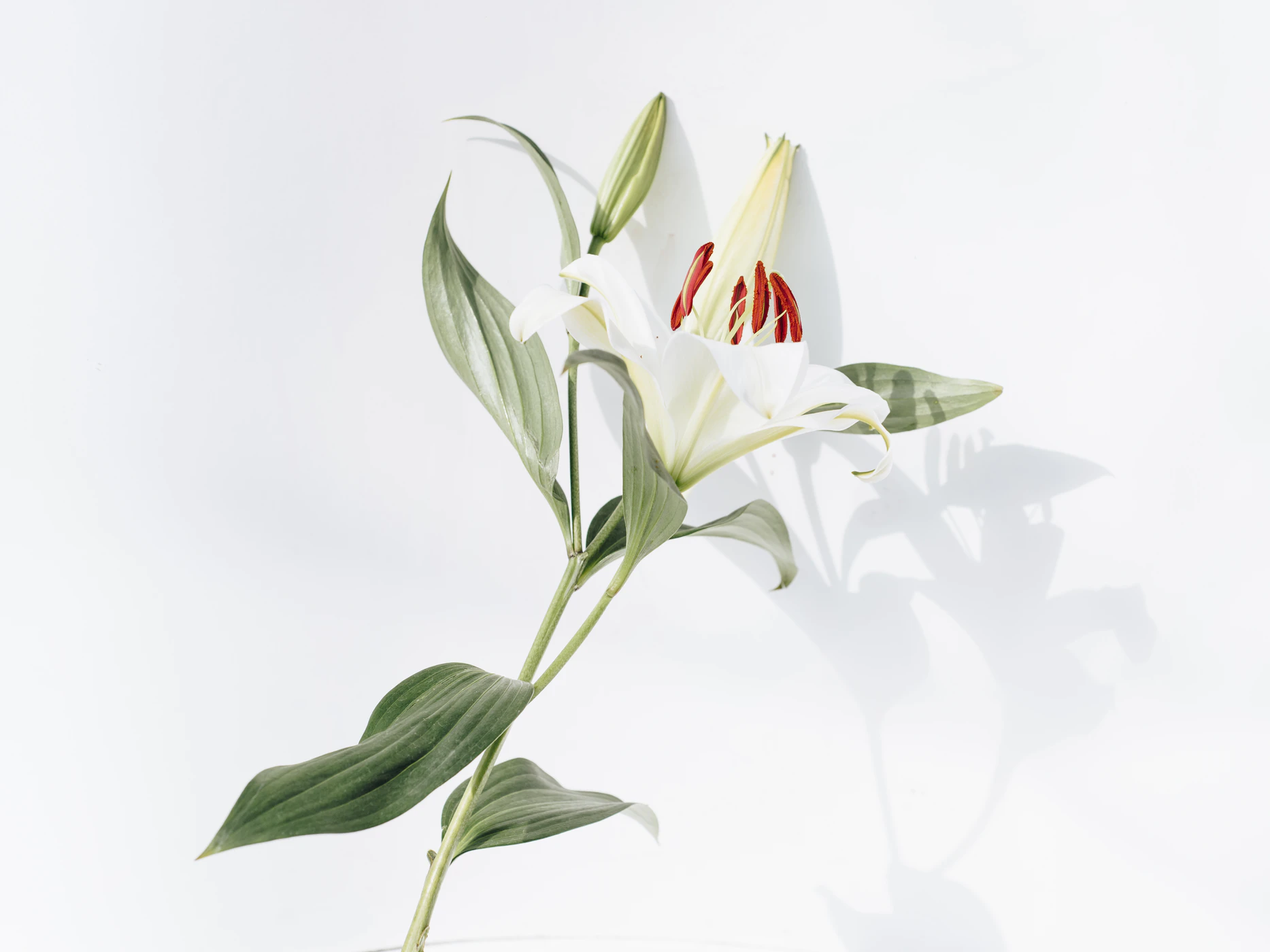 Single long-stemmed white stargazer lily blooming during funeral
