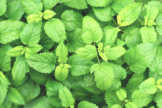 vibrant lemon balm prepared for bouquet of funeral flowers