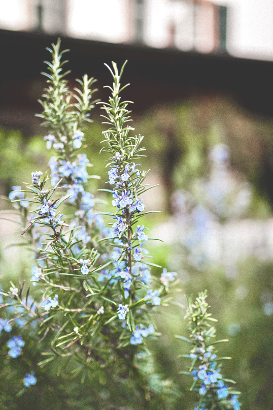 fresh rosemary in bloom with fragrant purple flowers for funeral bouquet
