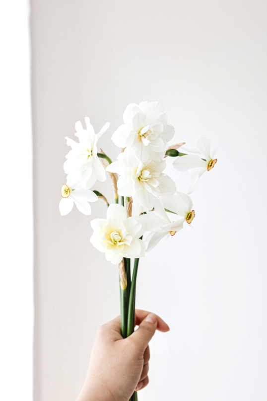 handful of eight white daffodil flowers blossoming in sympathy as bouquet of funeral flowers