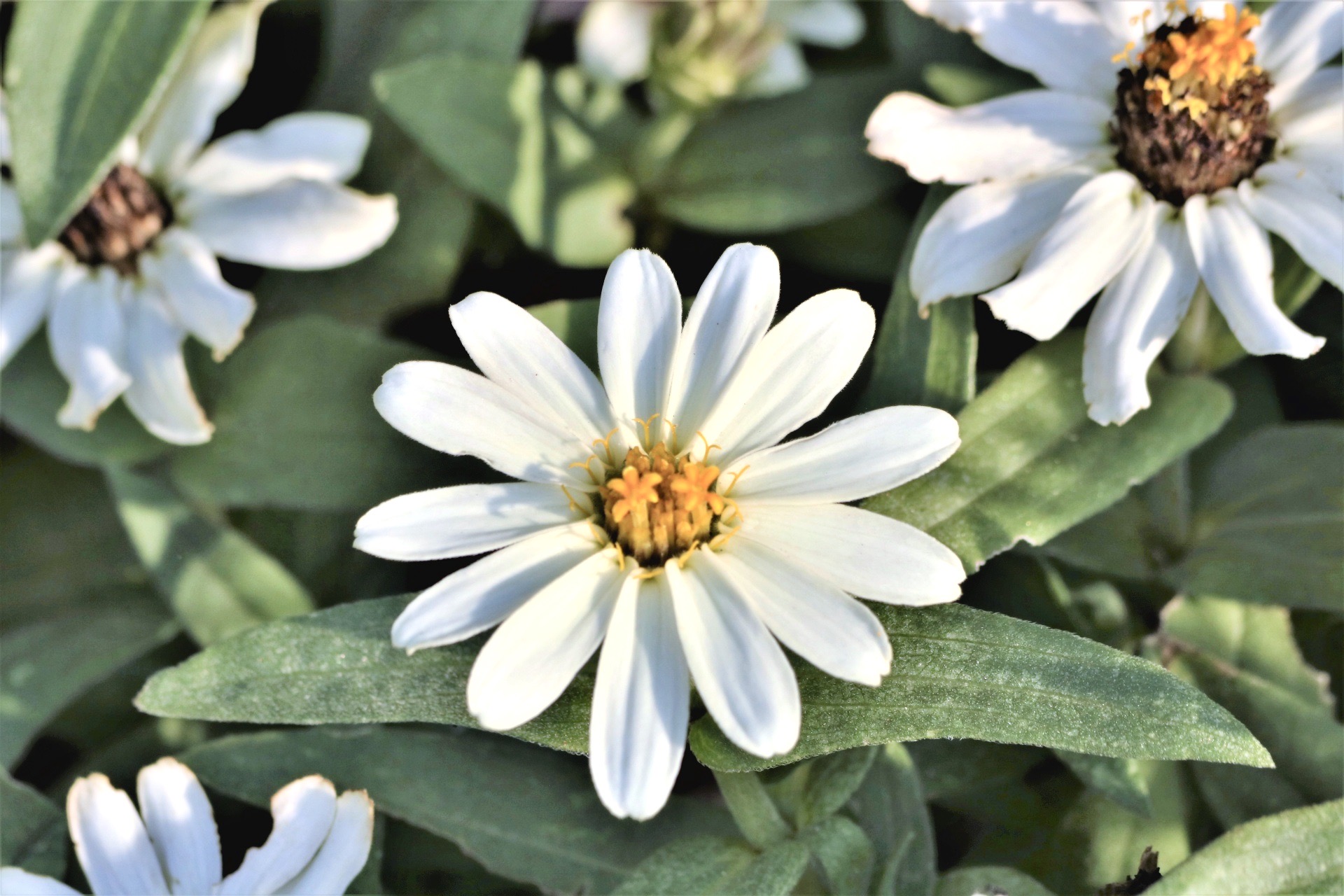 elegant single-row white profusion zinnia flower blossom with 13 single petals surrounding vibrant center with yellow and orange pistils prepared as funeral flower