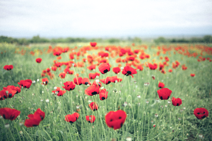 open field of vibrant red poppies in bloom near graveside burial site memorial
