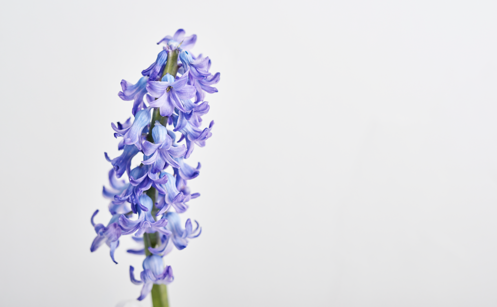 tall purple hyacinth bloom with vibrant lavender and indigo petals in upright funeral flower arrangment