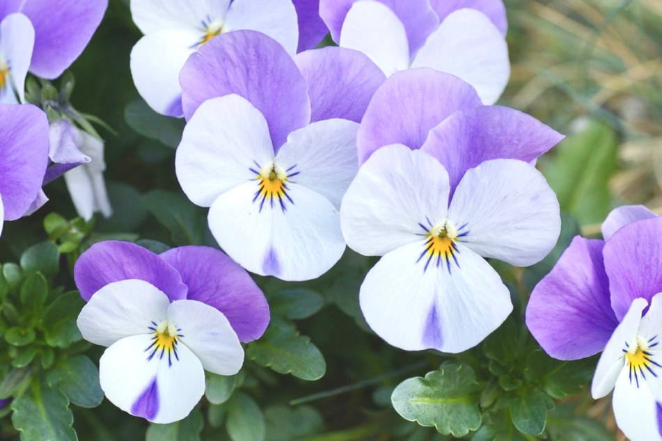 sympathy bouquet of purple and white petal pansies for funeral