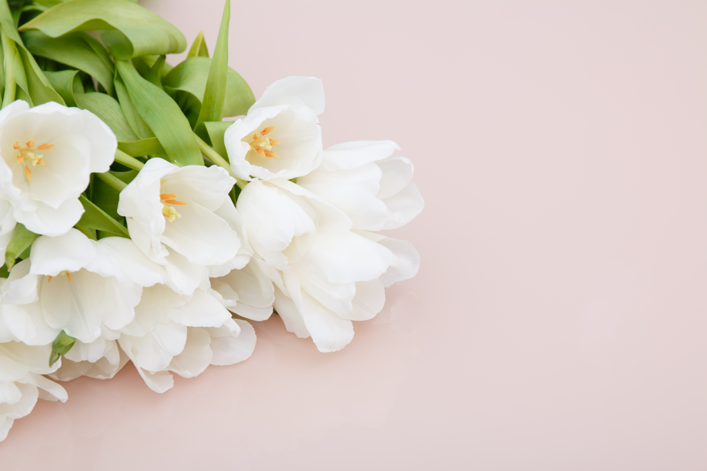 a dozen white tulips lying together in blossom as prepared for a bouquet of funeral flowers