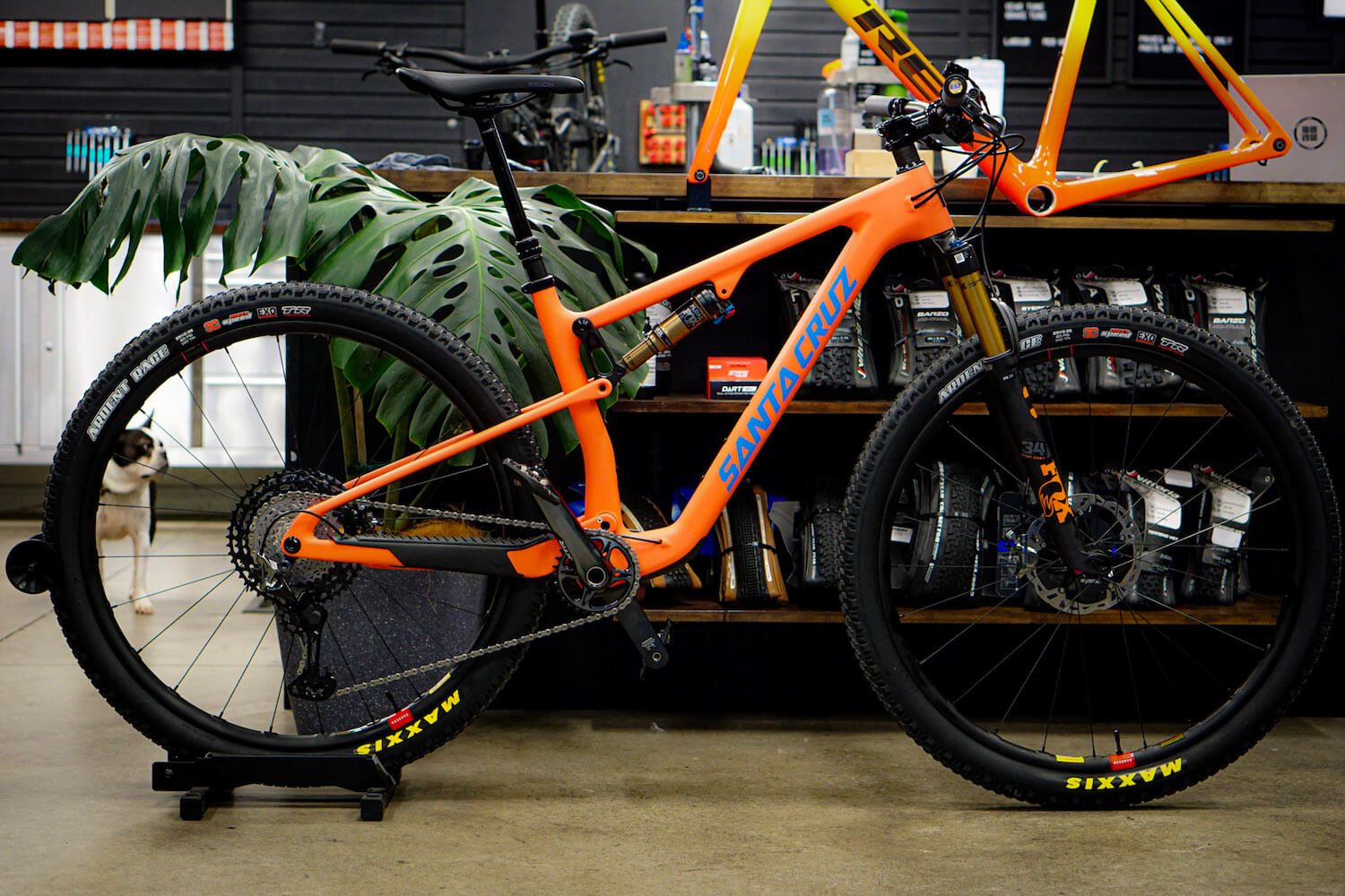 Trek Ibis \u0026 Curve Bikes | CYCO - Your 