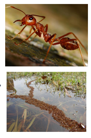 Colony wide properties, that no individual ant acts on or understands, matter more (even for understanding and predicting individual ant behavior) than an individual-level account. The intentionality of an ant colony is an emergent property