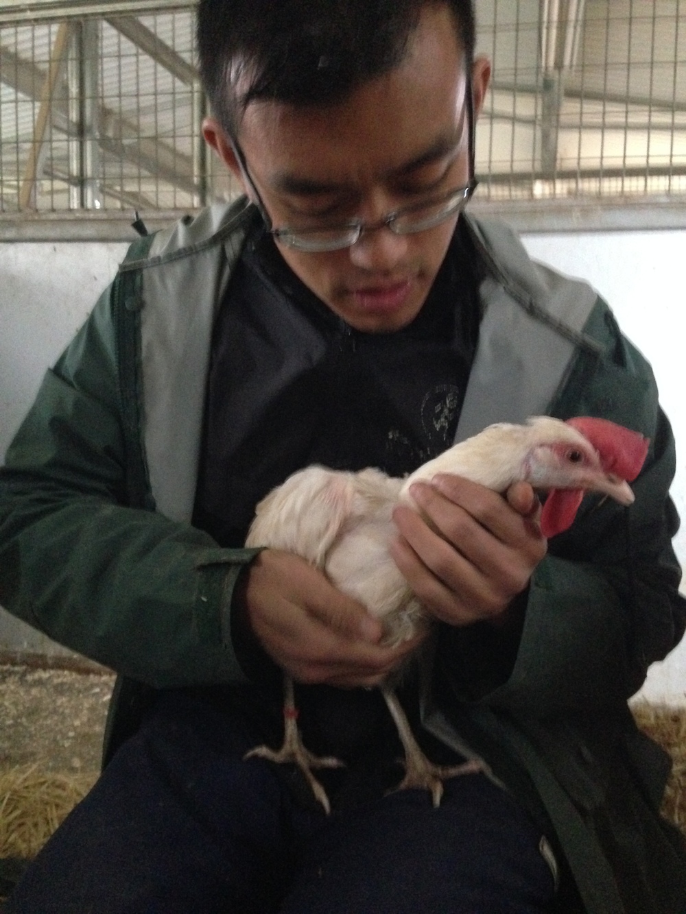The hens were impressively calm in the hands of complete strangers.
