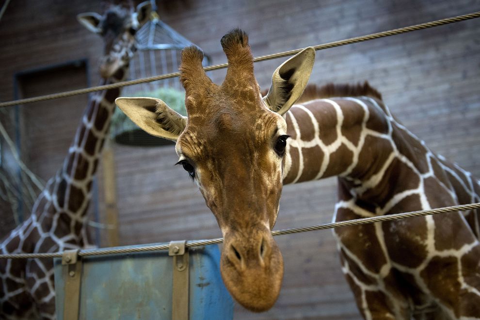 Marius the giraffe has triggered more concern in the States than in Denmark, but local activists are hoping to change that.