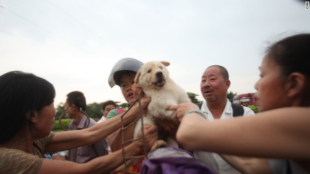 One of the thousands of dogs rescued from slaughter by grassroots activists in China.