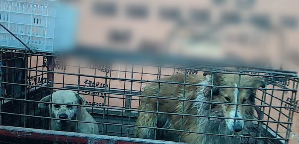 An investigation of the dog leather trade in China showed horrifying abuse. But did it help dogs?